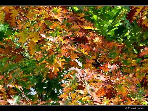 Herbst Herbstblätter